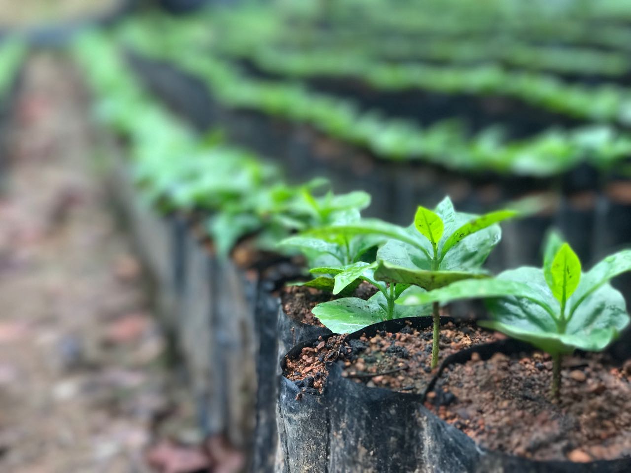 Coffee plants in Perez Zeledon, Costa Rica