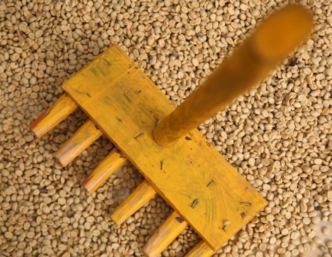 Green coffee drying