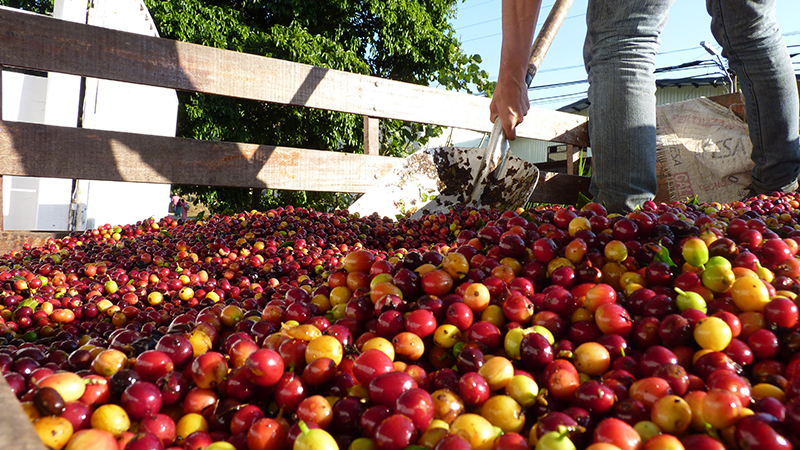 Costa Rca cherries