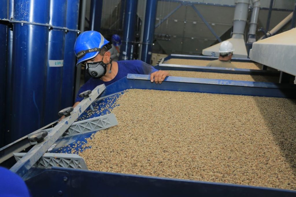 Jaen Peru green coffee sorting