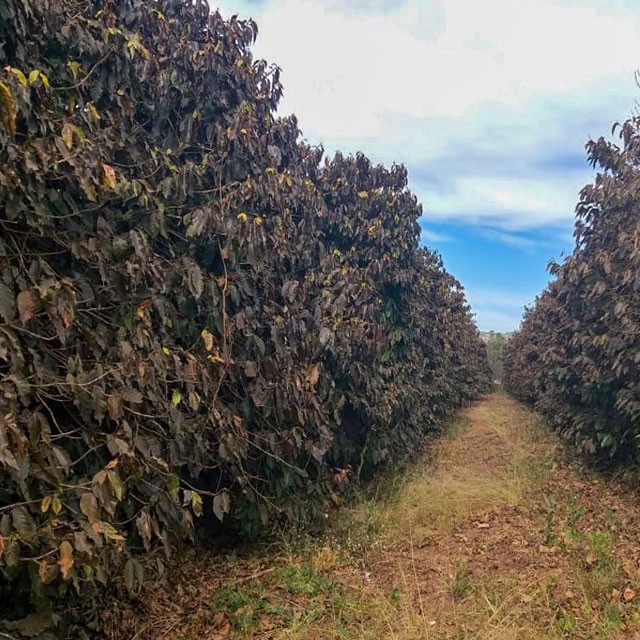 Frost in Brazil at Coffee Farms