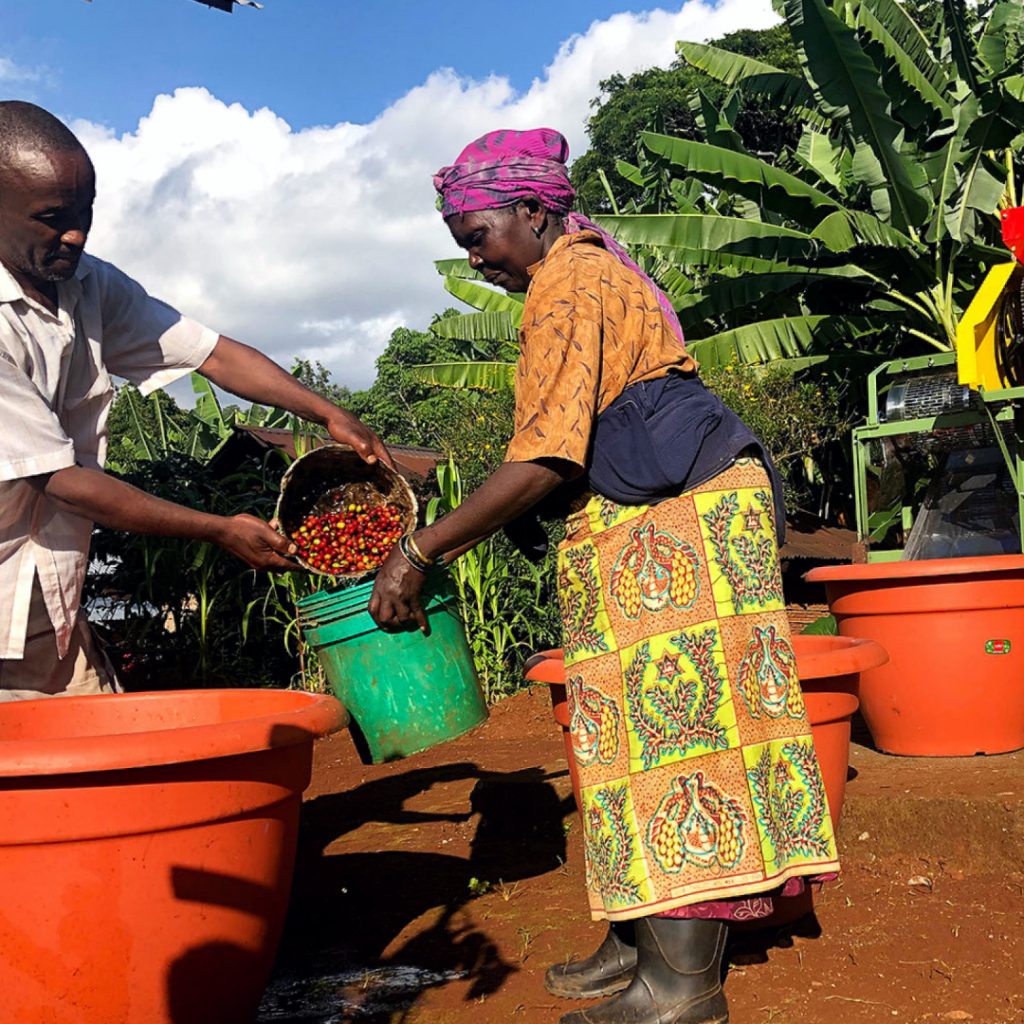 AMCOS producers in Tanzania