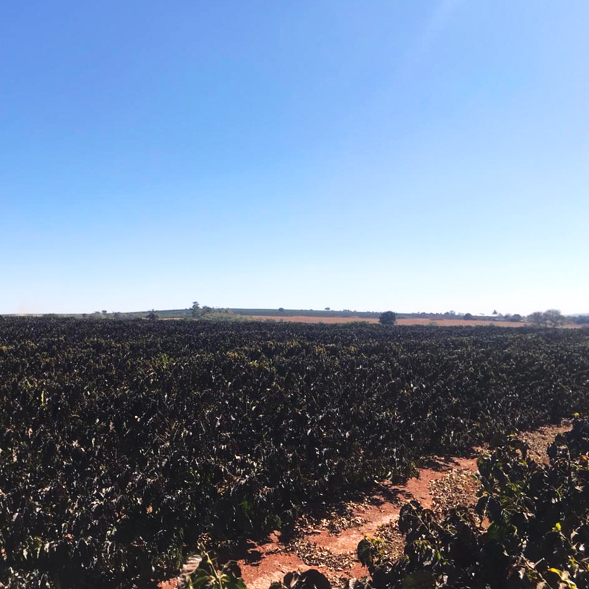 Frost damaged coffee field