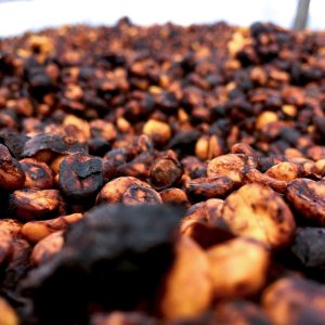 Black honey process green coffee