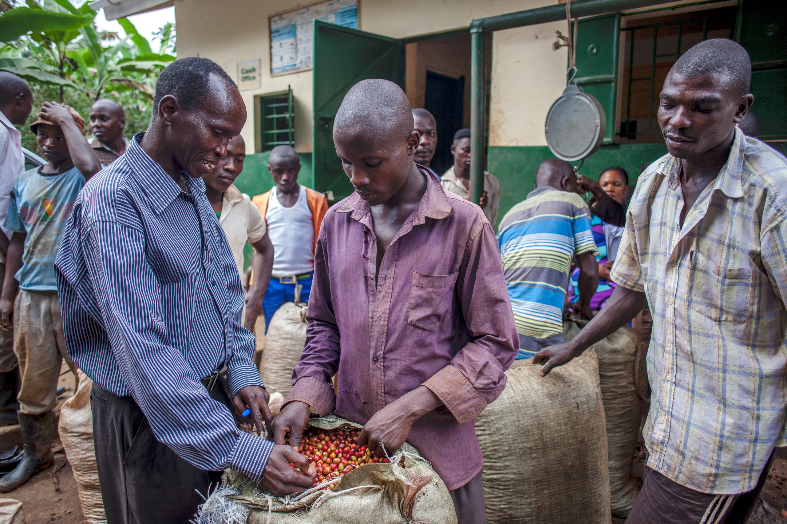 uganda coffee washing station