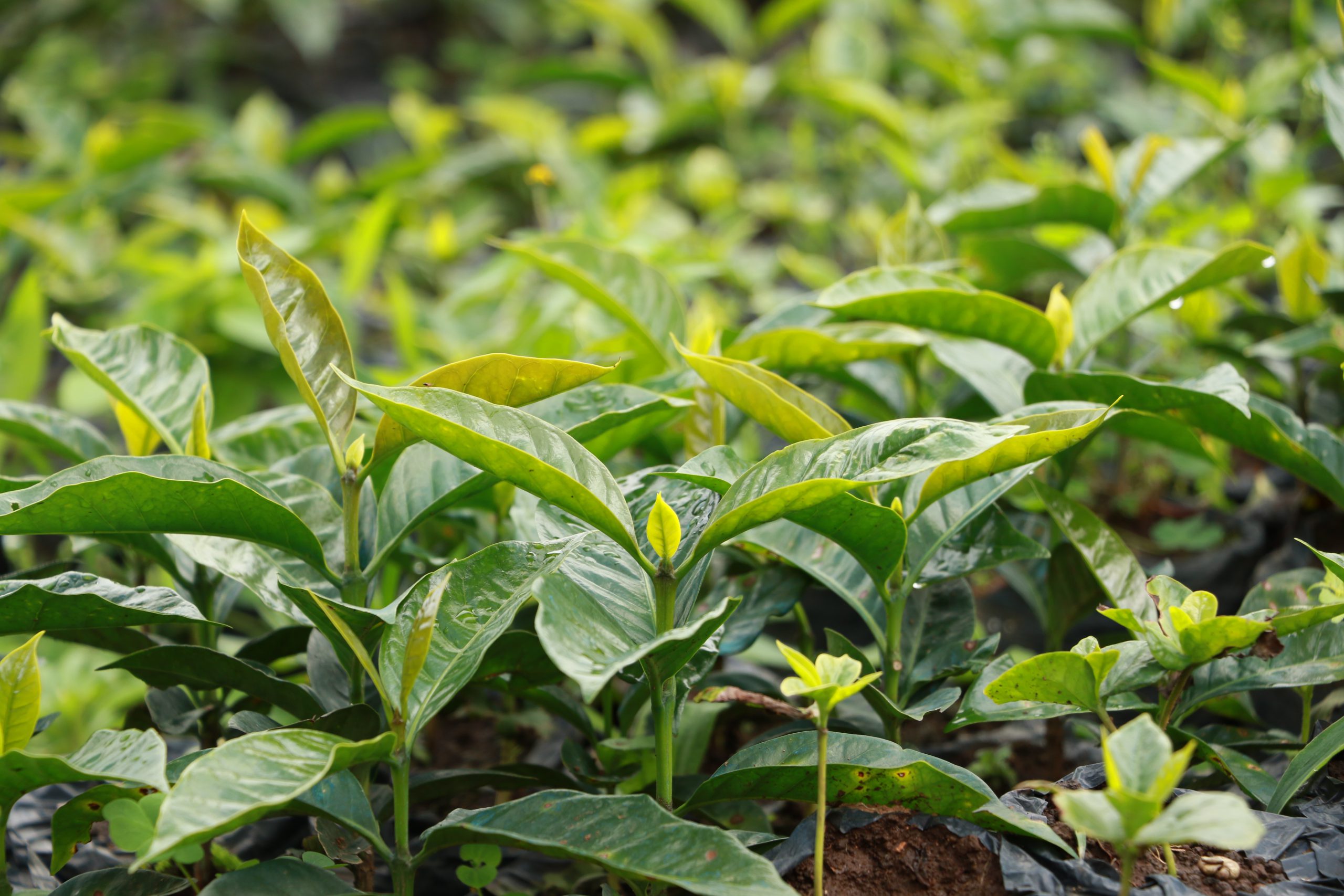 Honduras coffee nursery