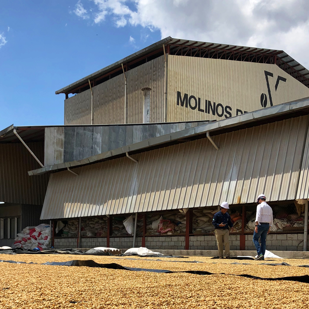 Green coffee drying at the Molinos de Honduras Mill in Comayagua, Honduras