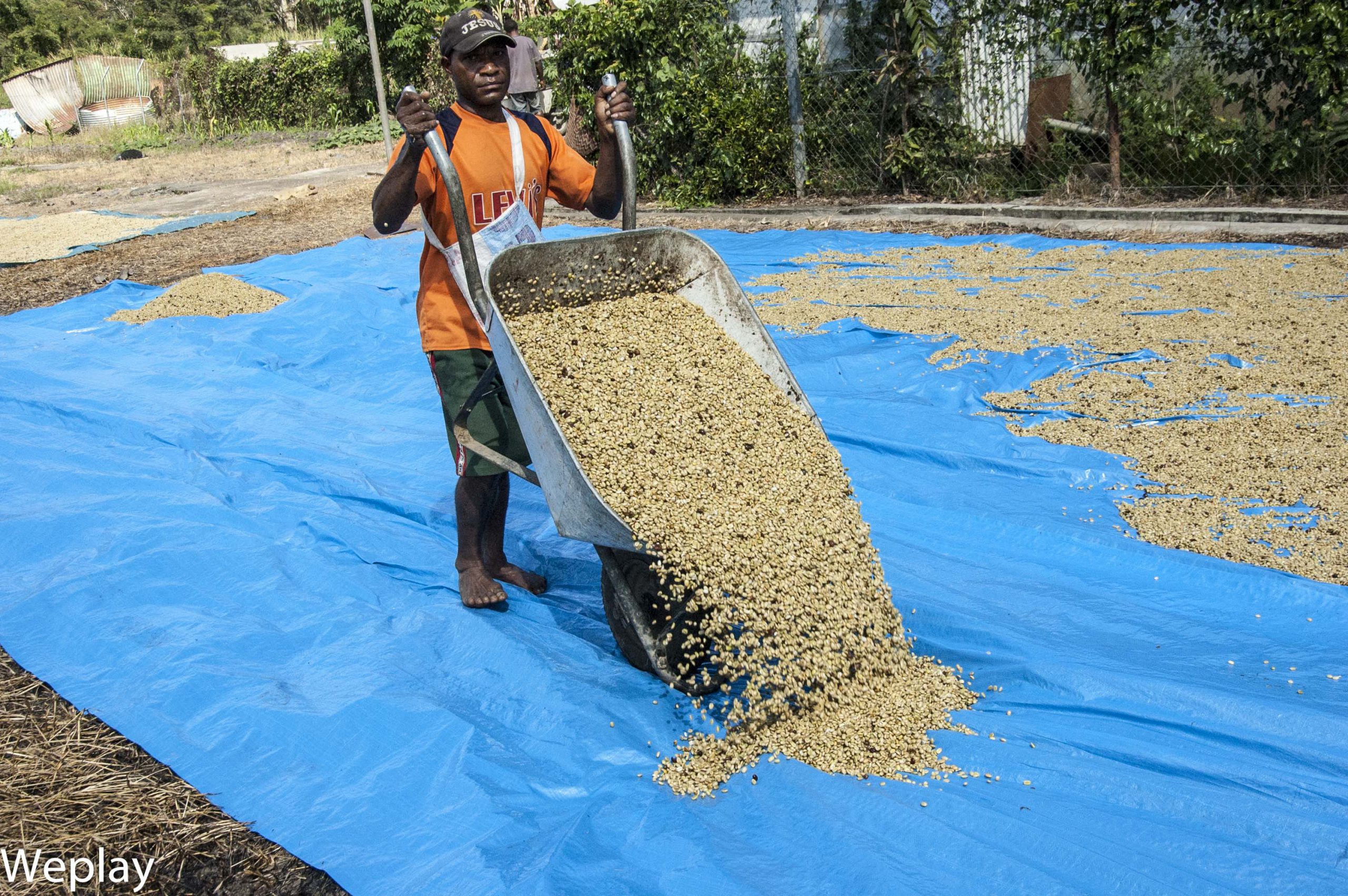 PNG Sun drying green coffee