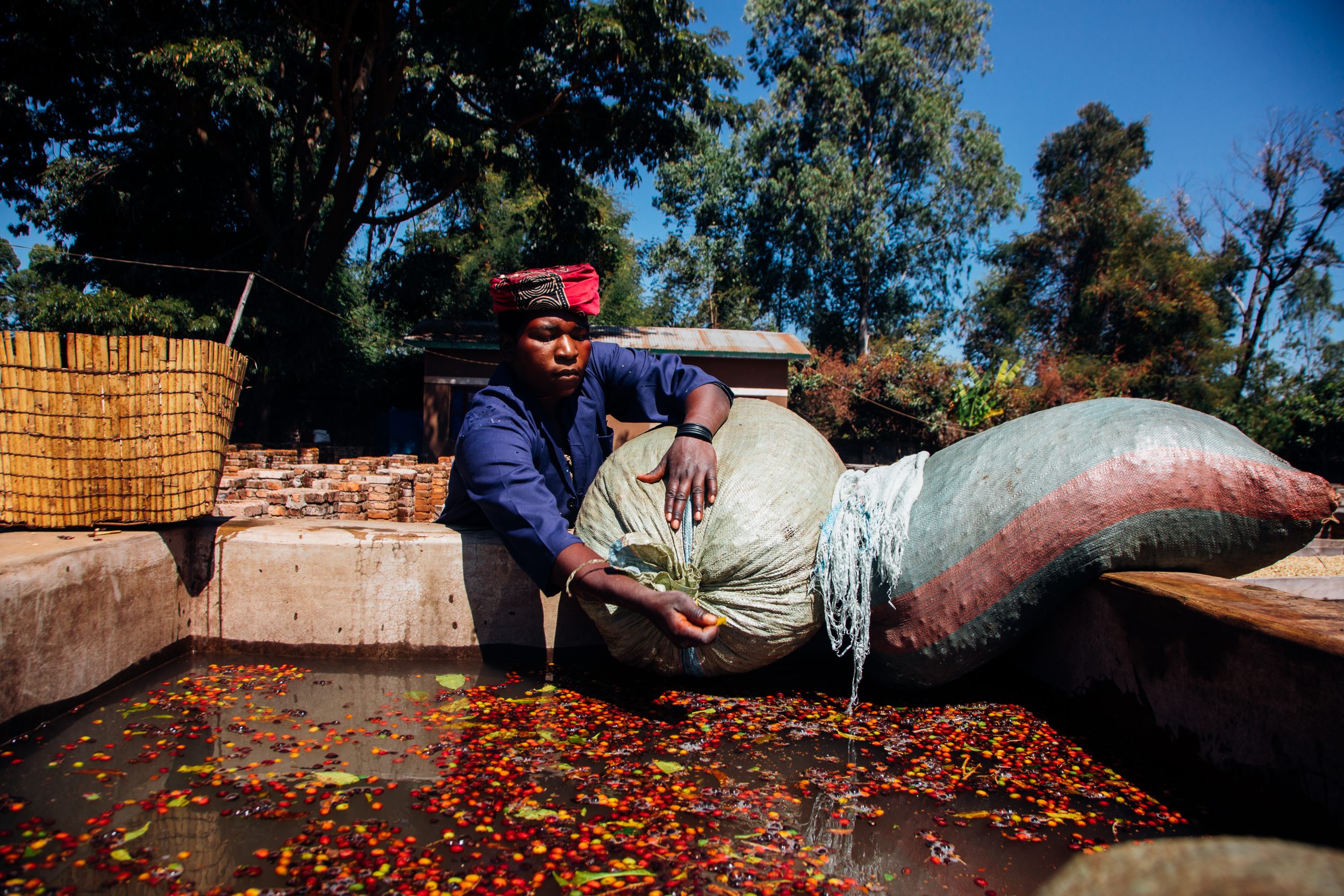Tanzania washing coffee cherries