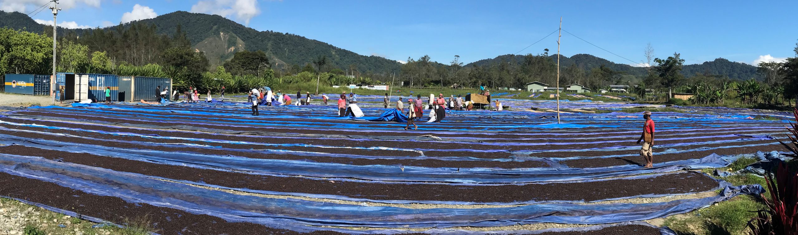 PNG natural coffee processing