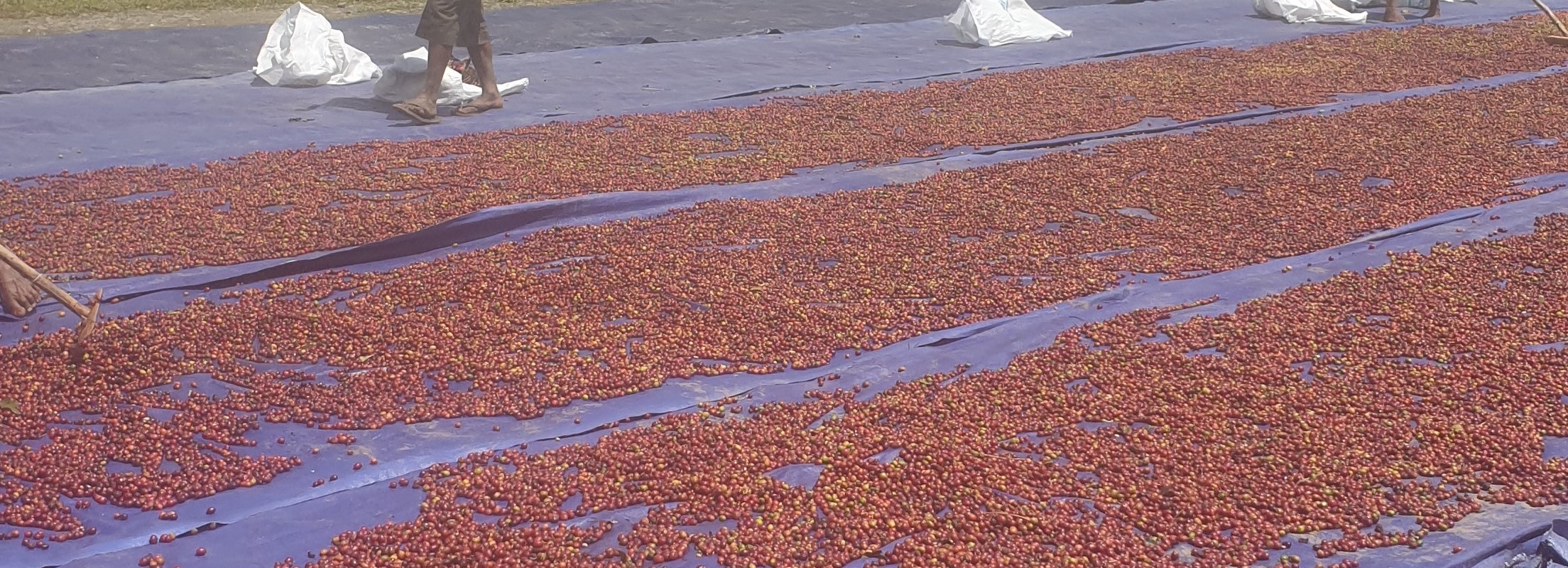PNG ripe red cherry