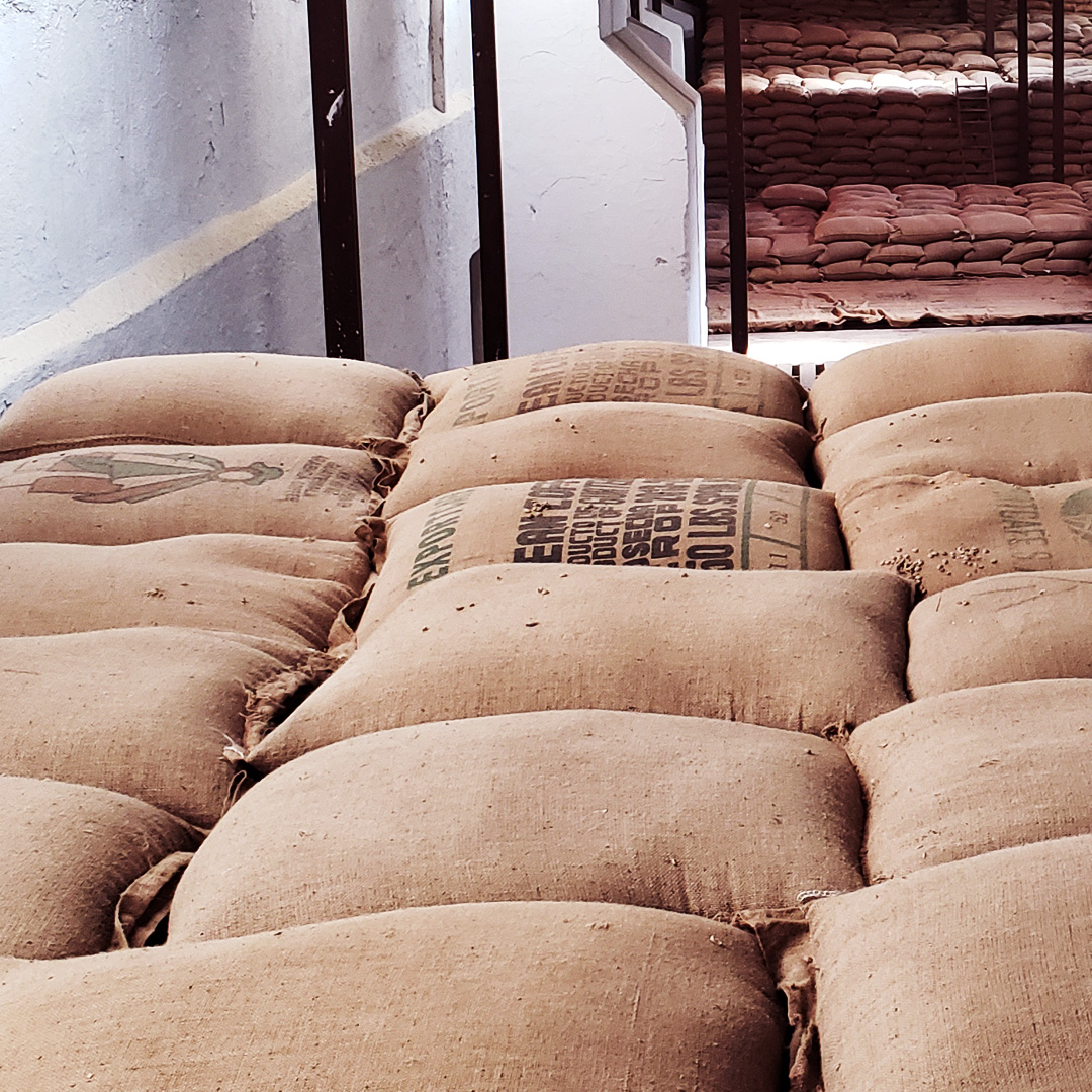 Jute bags with green coffee Antigua, Guatemala