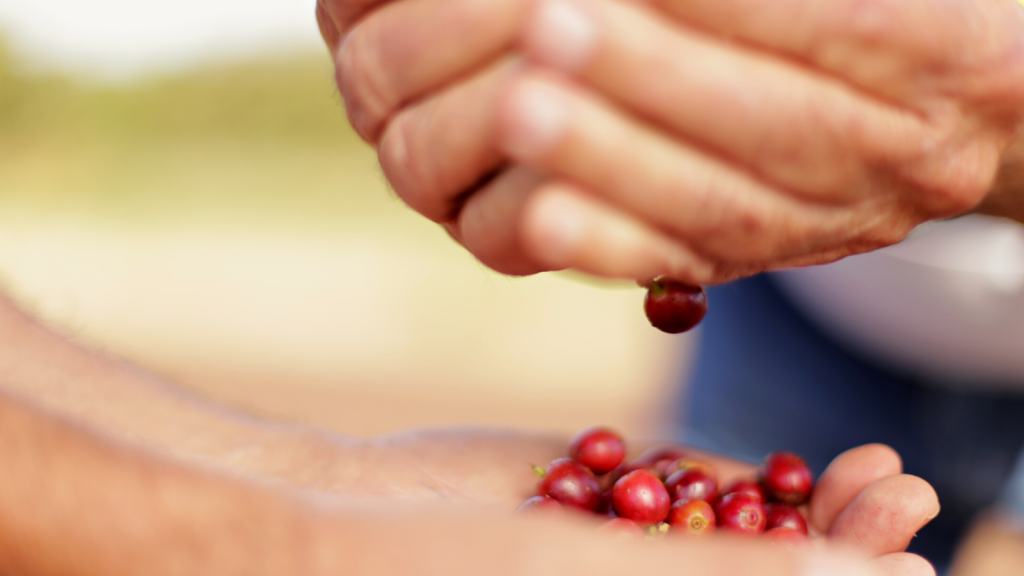 Brazil coffee cherry
