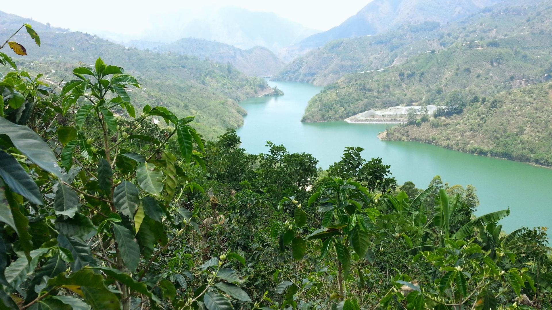 Tarrazu coffee trees with river