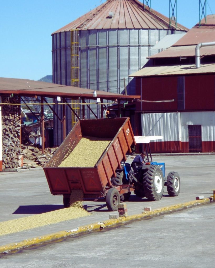 Costa Rica | Green coffee drying