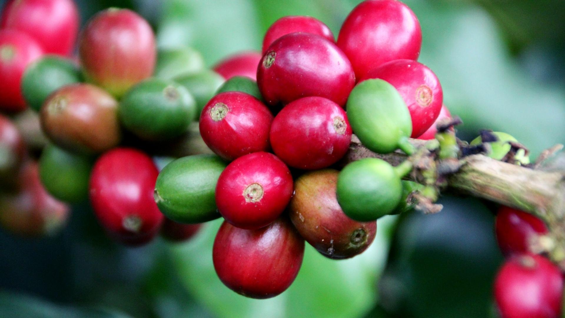 Nicaragua coffee cherry