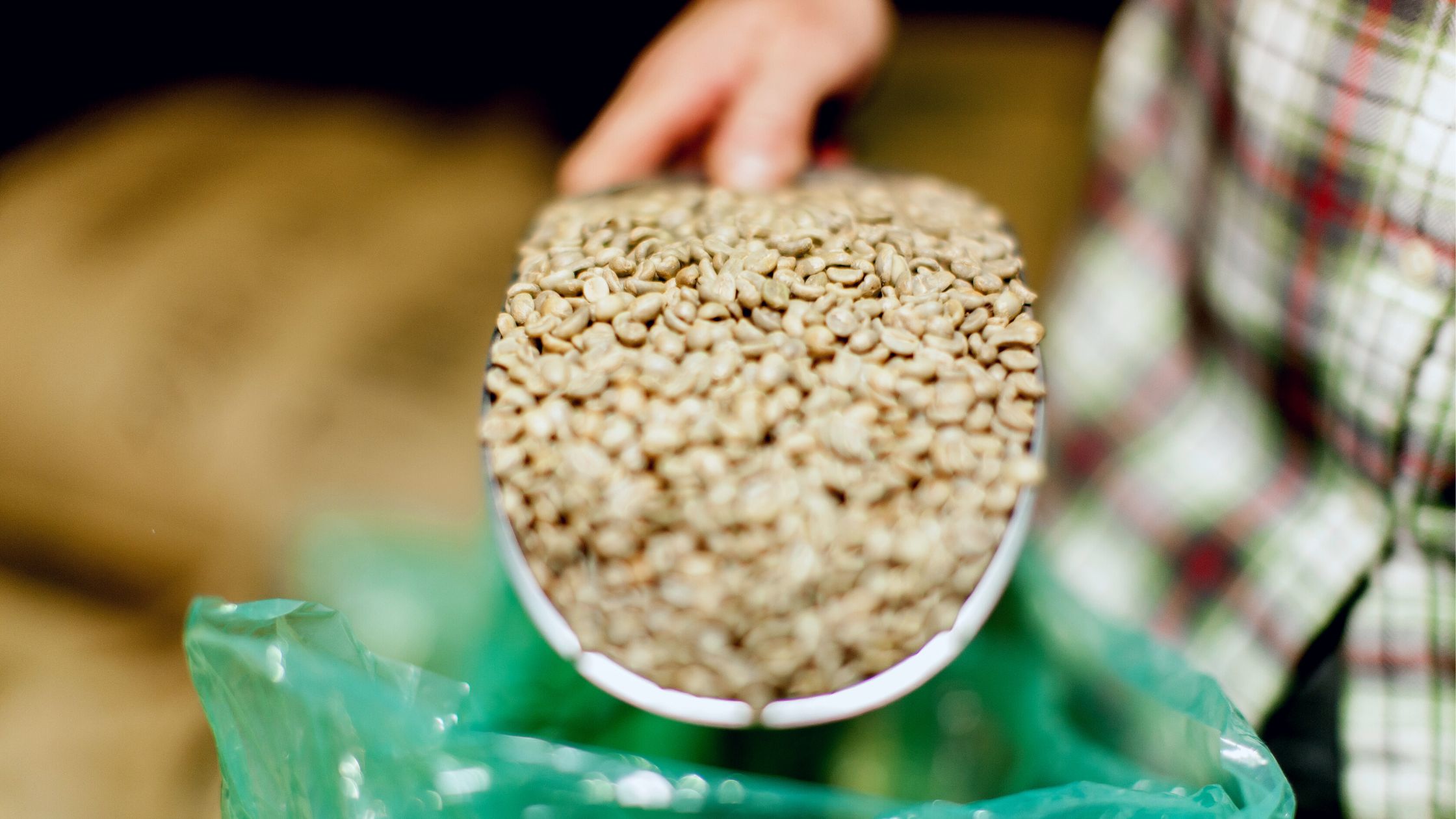 Scooping green coffee beans from GrainPro