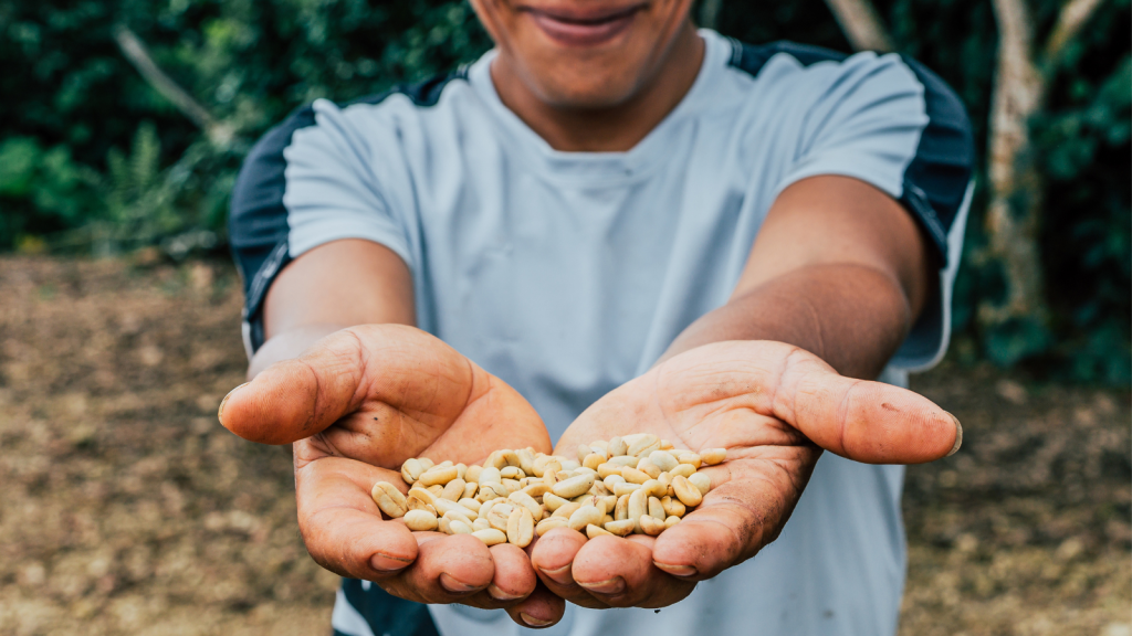 Coffee farmer holding green coffee |img Juan Jose Napuri