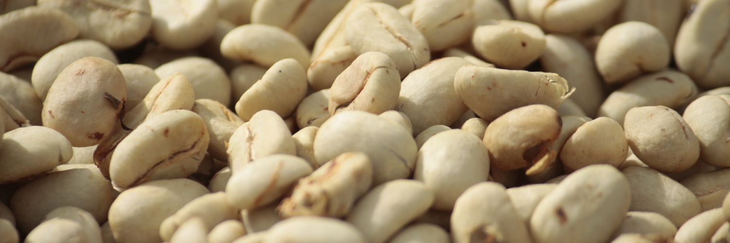 Green coffee beans