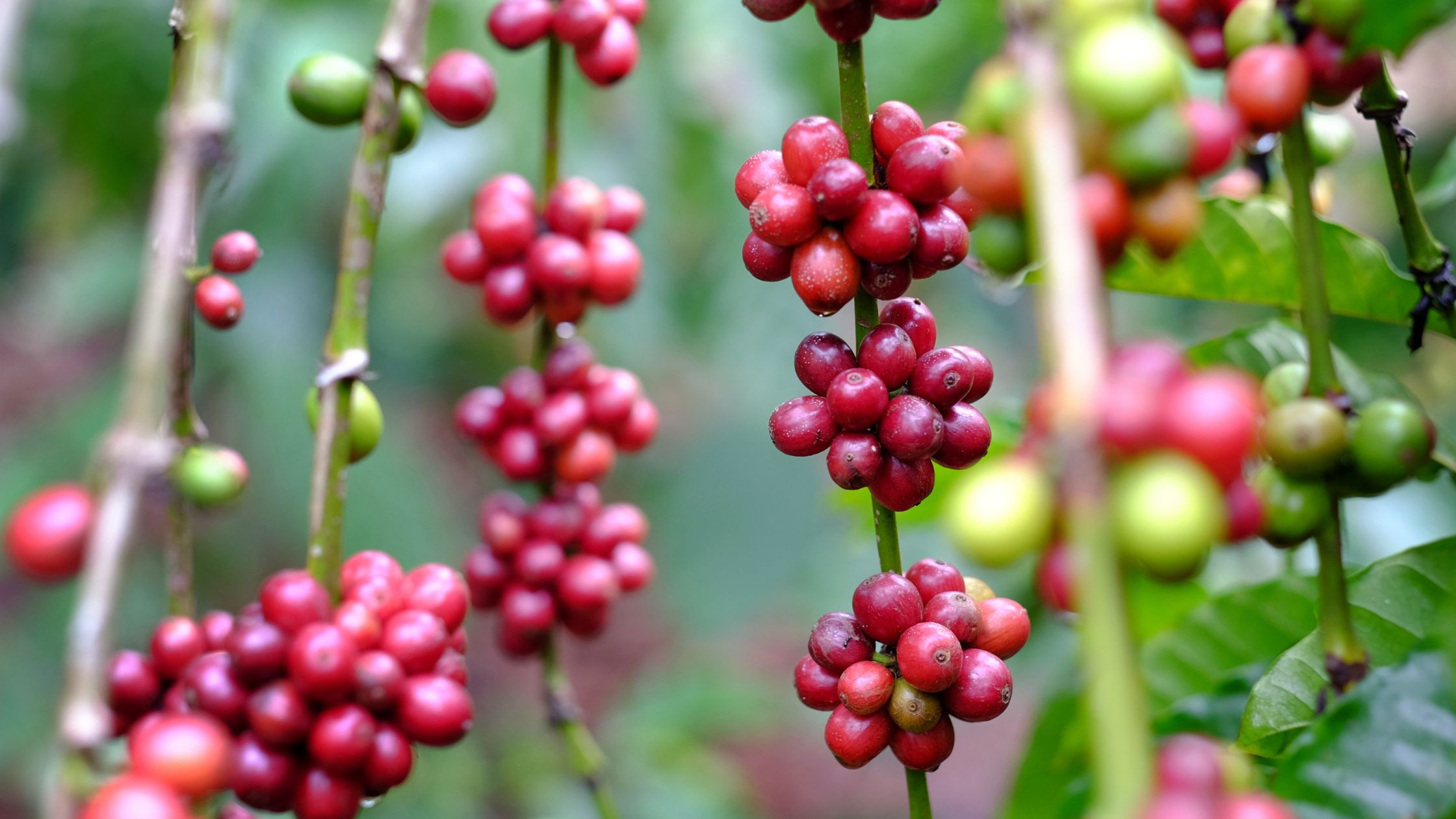 Robusta coffee cherries by Andris Hengki Picisa | Getty Images
