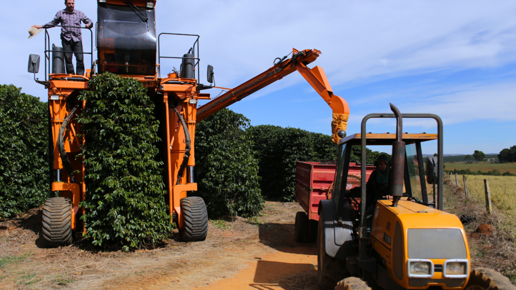 Mechanical coffee cherry picking in Brazil