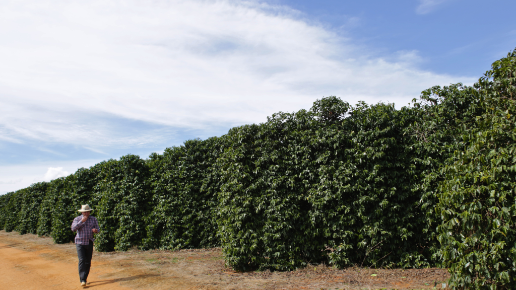 Coffee farmer walking through coffee trees