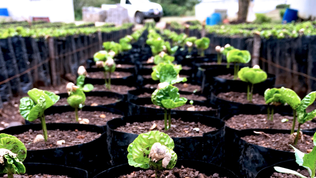 Coffee nursey in Costa Rica with budding coffee plants