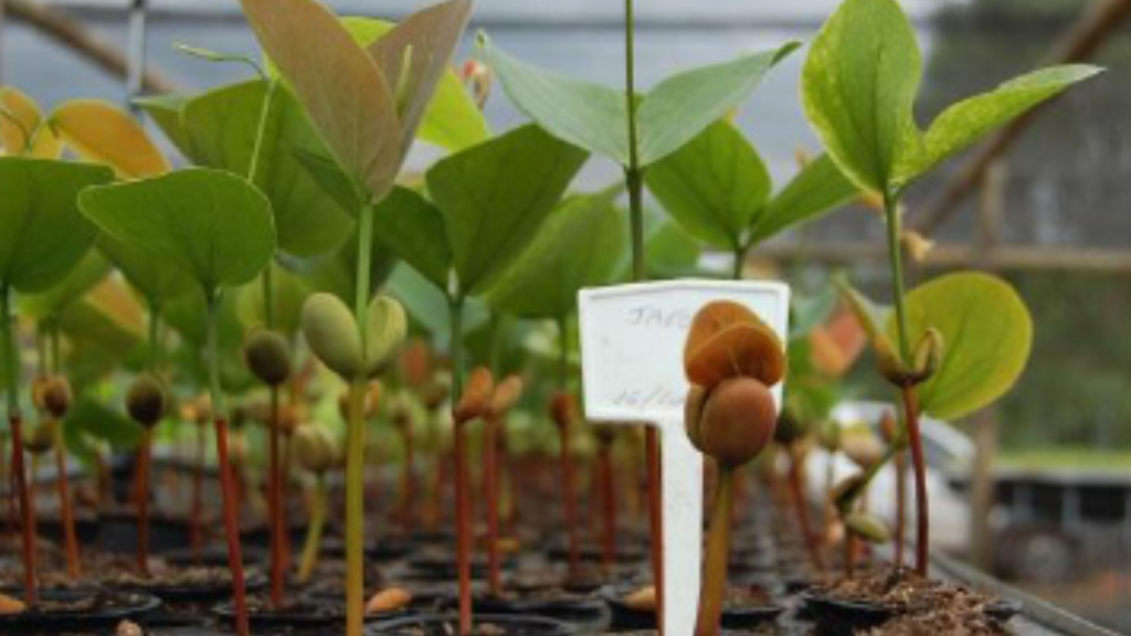 Coffee seedlings beginning to grow