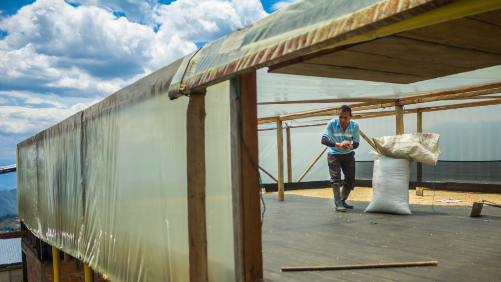 Colombian coffee farmer in solar dryer with green coffee