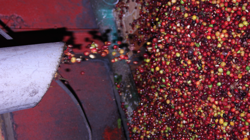 Processing coffee in Costa Rica