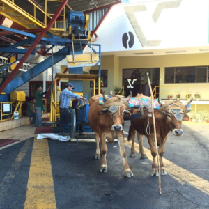 Coffee Farmer delivering coffee to San Diego Mill in San Jose, Costa Rica