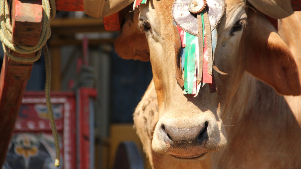Coffee is still delivered by oxen in Costa Rica