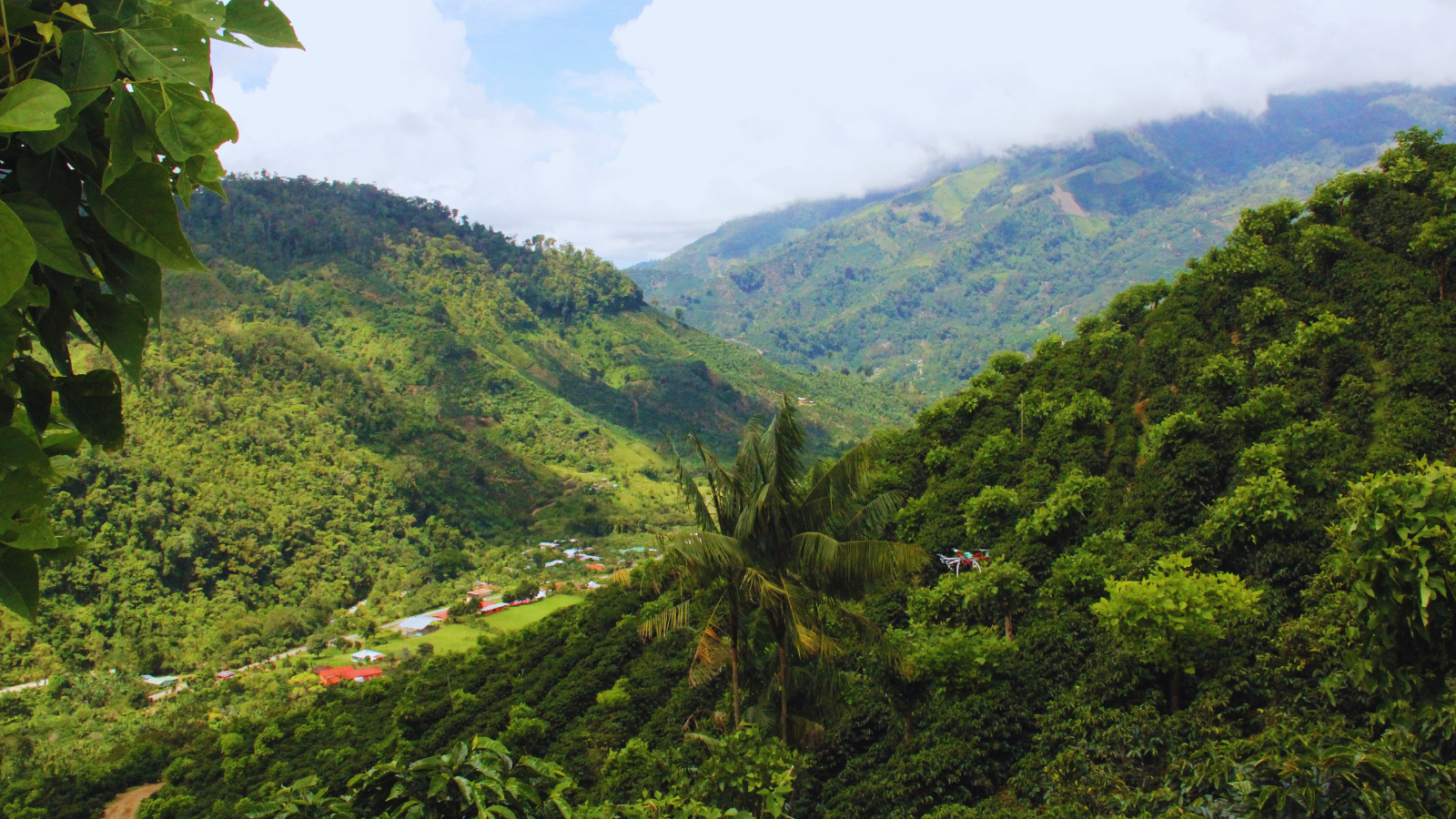 Costa Rican coffee farm from hillside with coffee plants