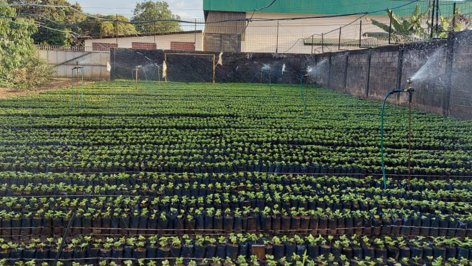 Obata nursery at El General Mill in Perez Zeledon
