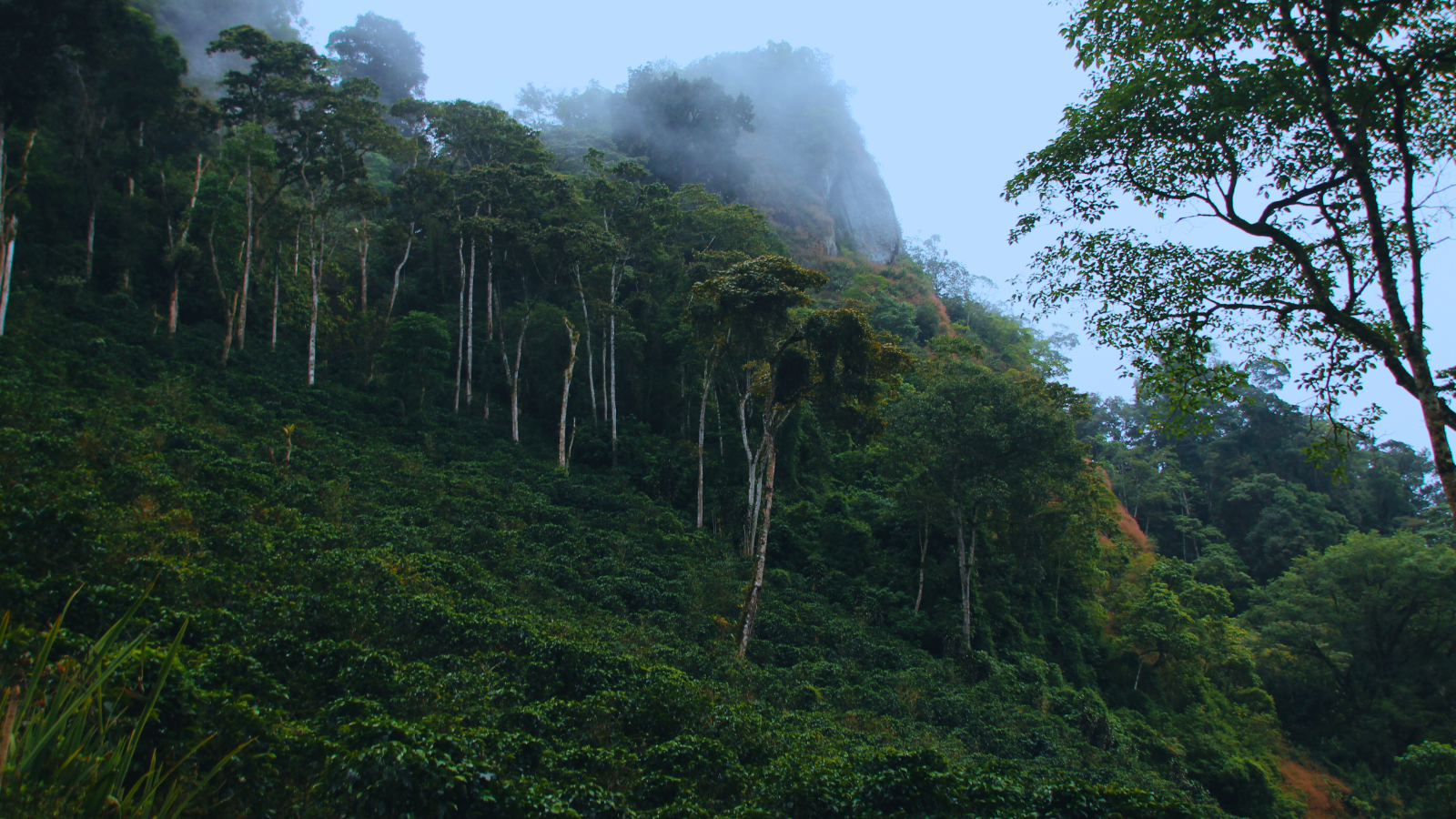 Finca La Bastilla coffee fields and mountains with mist
