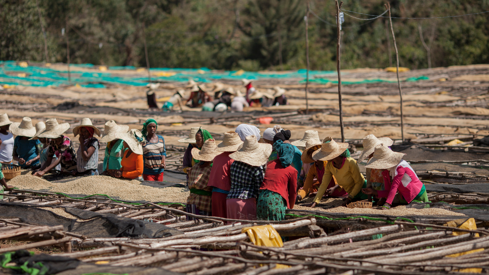 Drying and sorting Ethiopian coffee on raised beds