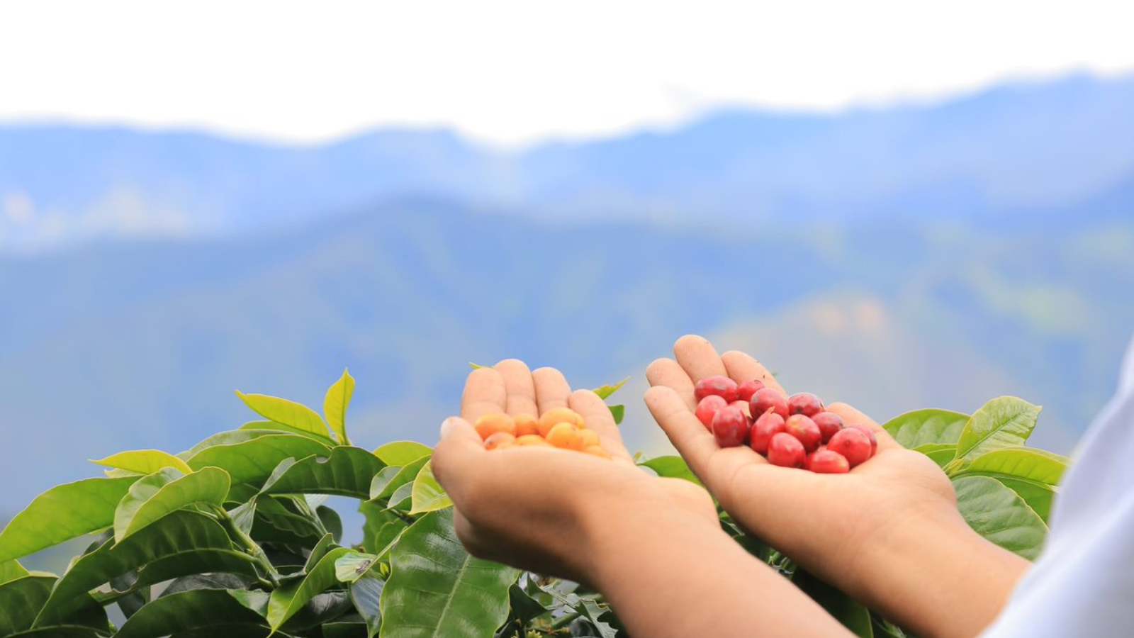 Red and Yellow catuai cherries against a Peru mountain vista