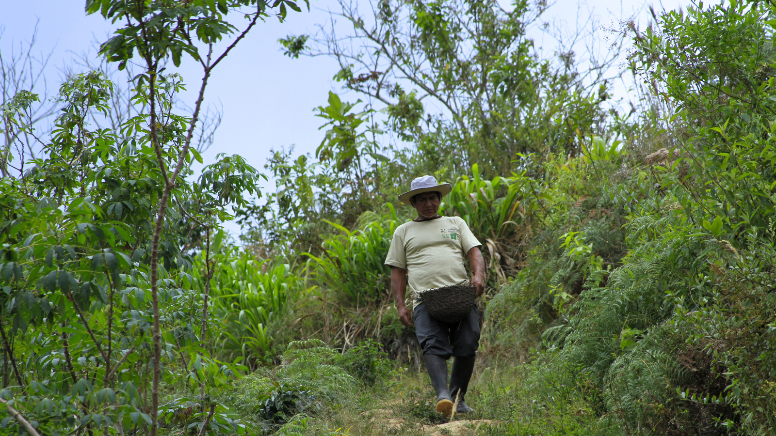 Peru coffee farmer coming down from mountainous coffee farm with cherries