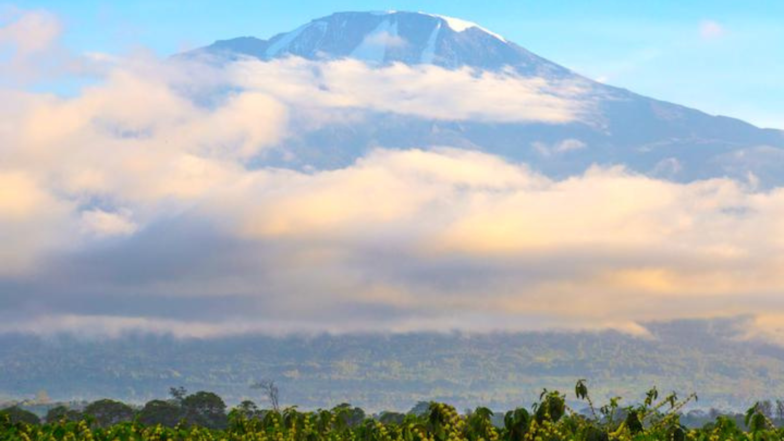 Coffee trees at the foothills of Mount Kilimanjaro in Tanzania