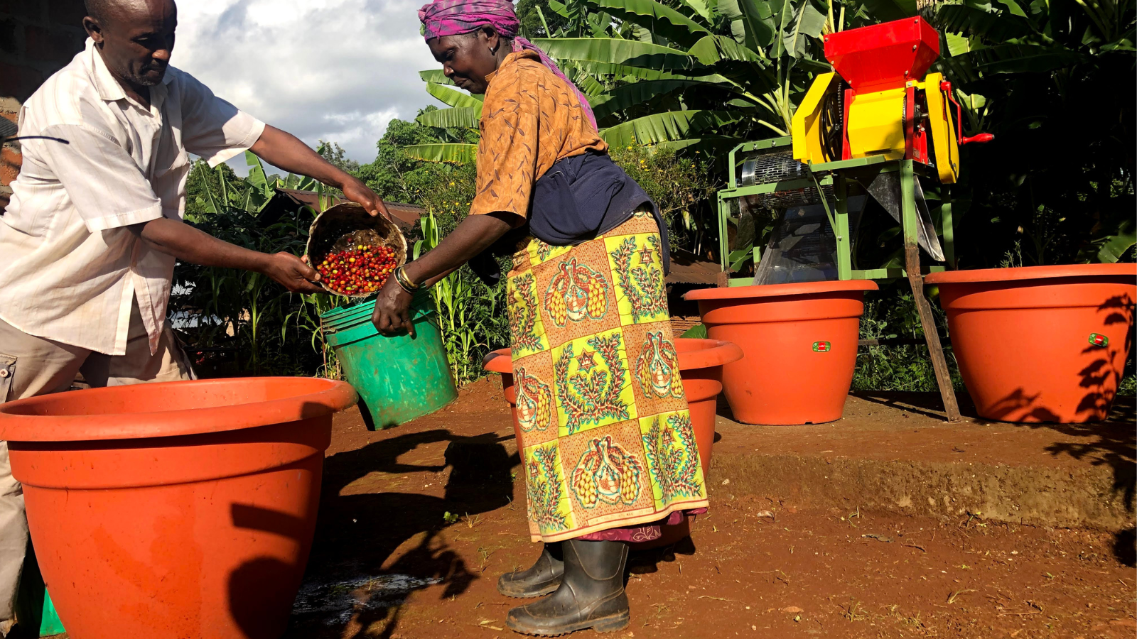 Tanzanian coffee farmers processing coffee at home