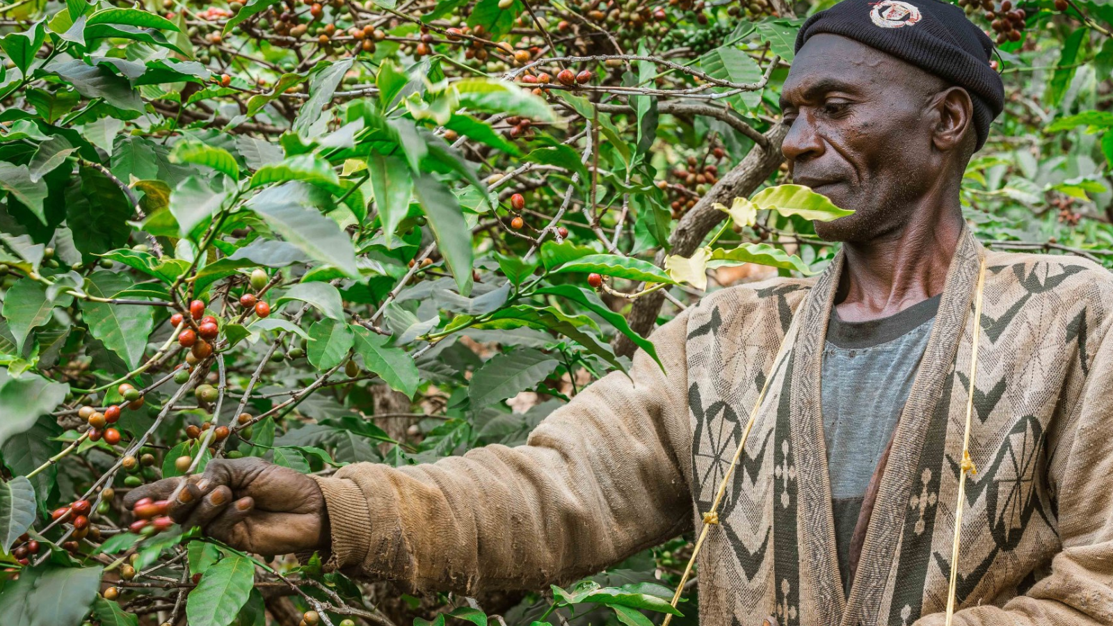 Tanzanian coffee farmer