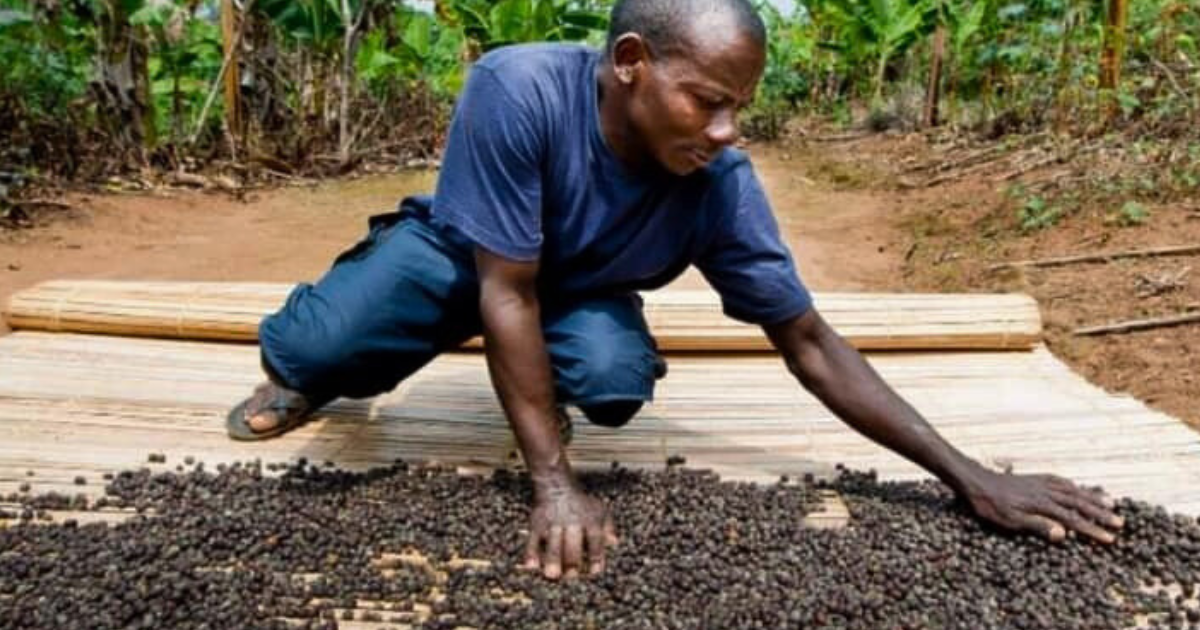 Robusta coffee being processed using the Natural (dry) method in Tanzania
