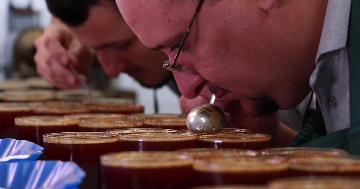 Genuine Origin's Q-grading team in Honduras cupping coffee
