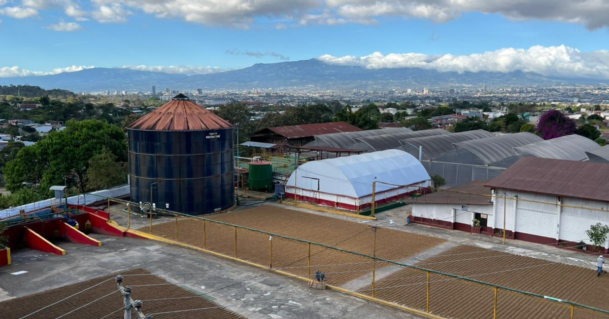 Coffee drying on patios at Beneficio San Diego in Tarrrazu