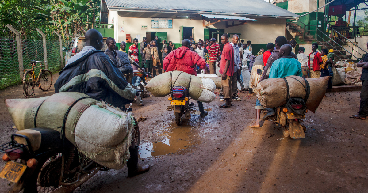 Producers delivering bags of coffee cherries to the wet mill in Mt Elgon 